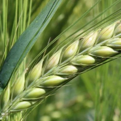 Orge 2R DUCHESSE AB non traité