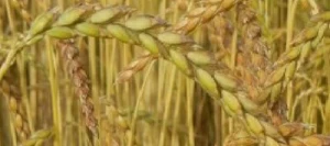 Epeautre ASTURIN AB non traité