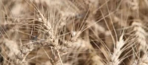 Blé tendre ADAMUS AB traité vinaigre