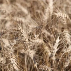Blé tendre ADAMUS AB traité vinaigre