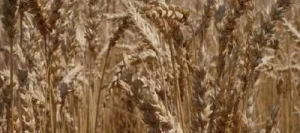 Blé tendre WITAL AB Vinaigre et STICoP