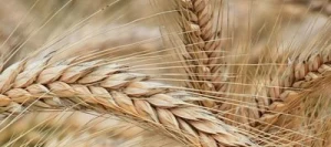 Triticale ALLROUNDER AB non traité