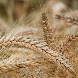 Triticale ALLROUNDER AB non traité