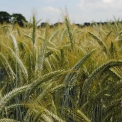 Triticale RUSTILAC AB non traité