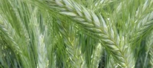 Triticale TRICANTO AB non traité