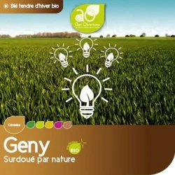 Blé tendre GENY AB traité vinaigre