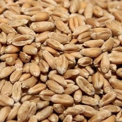 Blé tendre GRAZIARO AB traité vinaigre