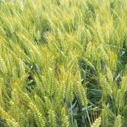 Blé tendre IZALCO AB traité vinaigre