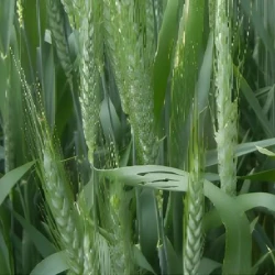 Blé tendre VALIDUS AB Vinaigre et STICoP