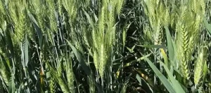 Blé tendre VALIDUS AB Vinaigre et STICoP
