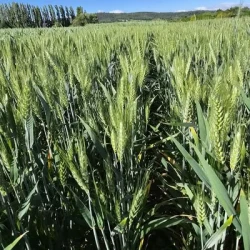 Blé tendre VALIDUS AB Vinaigre et STICoP