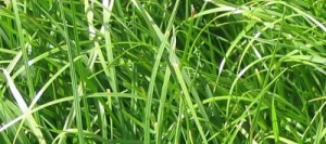 Ray grass hybride MANAWA non traité