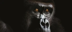 Blé tendre KINGKONG VIBRANCE GOLD