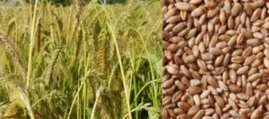 Triticale BILBOQUET VIBRANCE GOLD