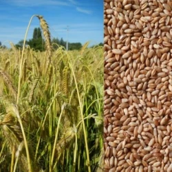 Triticale BILBOQUET VIBRANCE GOLD