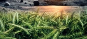 Triticale TERRASTAR VIBRANCE GOLD