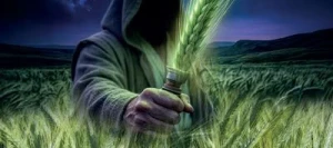 Triticale TRIATTACK VIBRANCE GOLD