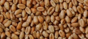 Blé grain BIO - Matière première