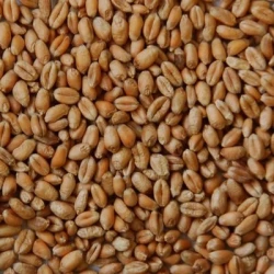 Blé grain BIO - Matière première