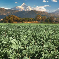 Féverole NEPAL AB non traité