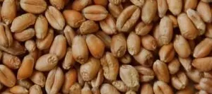 Blé grain - Matière première