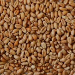 Blé grain - Matière première
