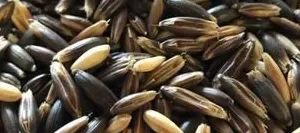 Avoine noire grain BIO - Matière première