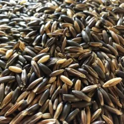 Avoine noire grain BIO - Matière première