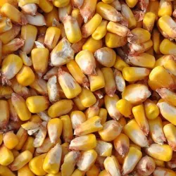 Maïs grain BIO - Matière première