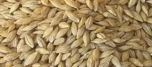 Orge grain - Matière première