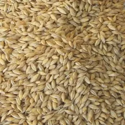 Orge grain BIO - Matière première
