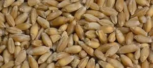 Triticale grain BIO - Matière première
