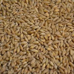 Triticale grain BIO - Matière première