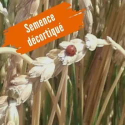 Epeautre CONVOITISE AB décortiqué non traité