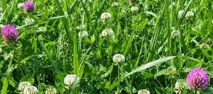 Mélange prairie HERBEXTRA 334-05 non traité