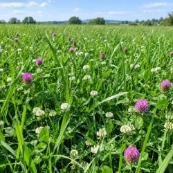 Mélange prairie HERBEXTRA 334-05 non traité