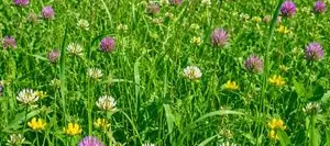 Mélange prairie BOREALE 432-10 AB non traité