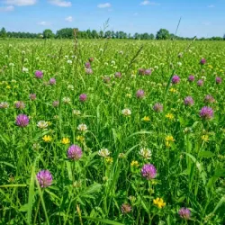 Mélange prairie BOREALE 432-10 AB non traité