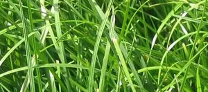 Ray grass hybride GALA 4N AB non traité