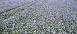 Lin oléagineux ANTHOCYA hiver non traité