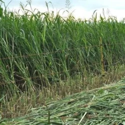 Sorgho fourrager multicoupe PIPER non traité