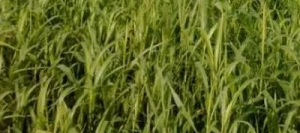 Sorgho fourrager multicoupe PIPER non traité