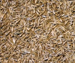 Ray grass Anglais LOBRAC non traité