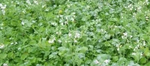 Radis asiatique DAIKON non traité