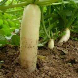 Radis asiatique DAIKON non traité