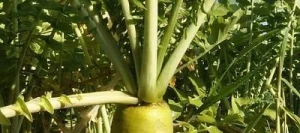 Radis fourrager TERRANOVA anti-nématodes 2R non traité