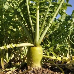 Radis fourrager TERRANOVA anti-nématodes 2R non traité