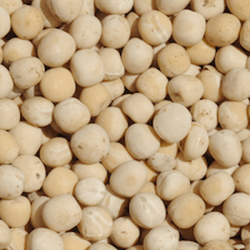 Conditionnement Lupin ENERGY  blanc non traité