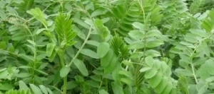 Vesce commune ARDENTE Hiver non traité