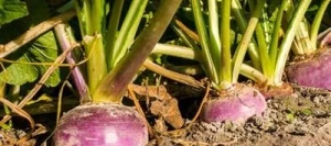 Navet fourragers RAVE D'AUVERGNE non traité